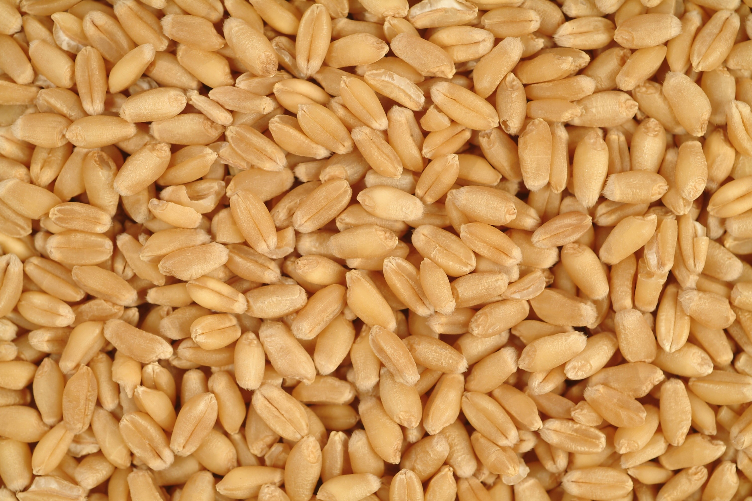 Закупка фуражного зерна. Пшеница зерно. Пшеница семенная. Семечко пшеницы. Пшеница фуражная.
