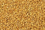 Продава пшеница 2017 