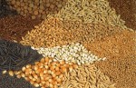 КУПУВА зърнени и маслодайни култури