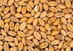 Продавам фуражна пшеница 19 т, реколта 2019, Сливен