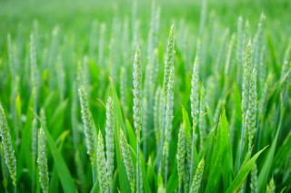 Продажба на семе-пшеница