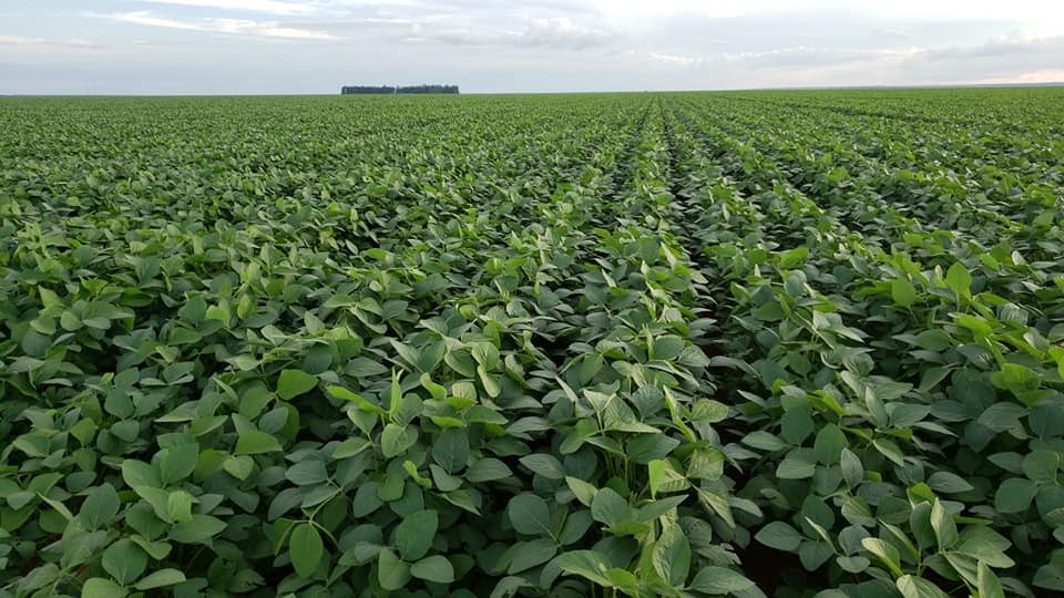 USDA понижи прогнозата си за соевата реколта 2023/24 в САЩ