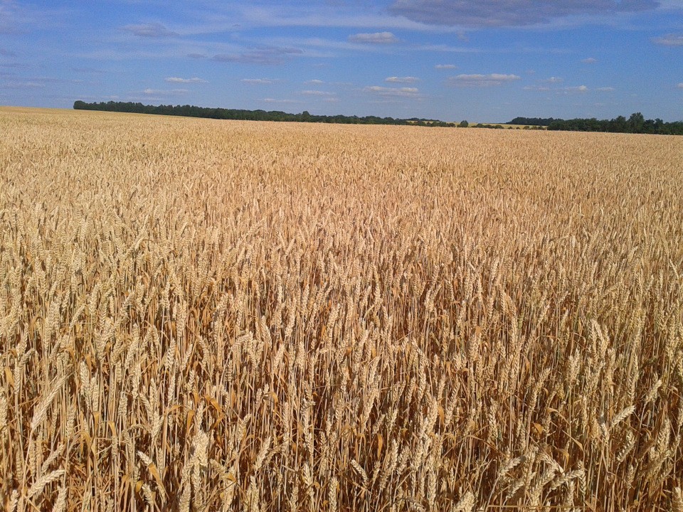 USDA повишава прогнозата си за износа на пшеница от Украйна